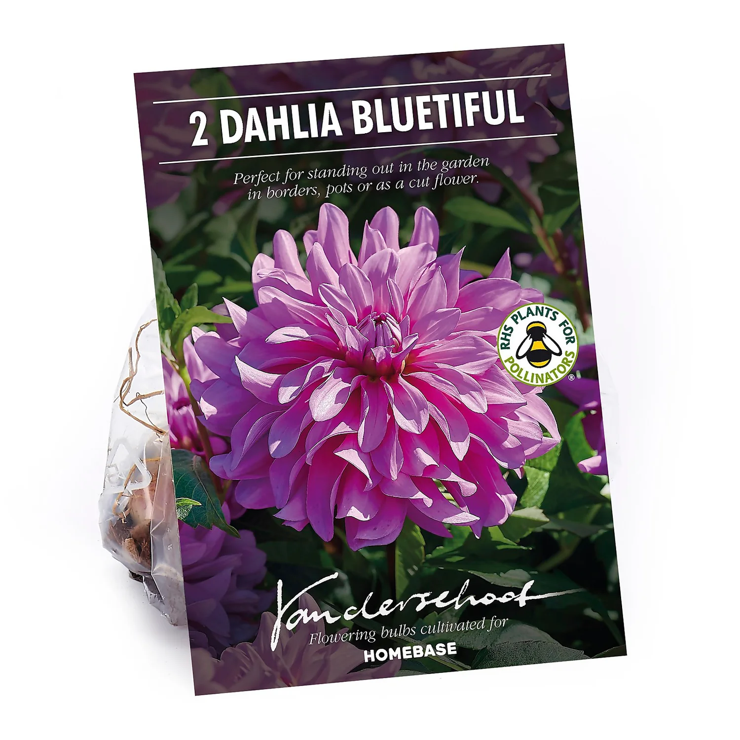None Decorative Dahlia Bluetifull Flower Bulbs 3 None Decorative Dahlia Bluetifull Flower Bulbs