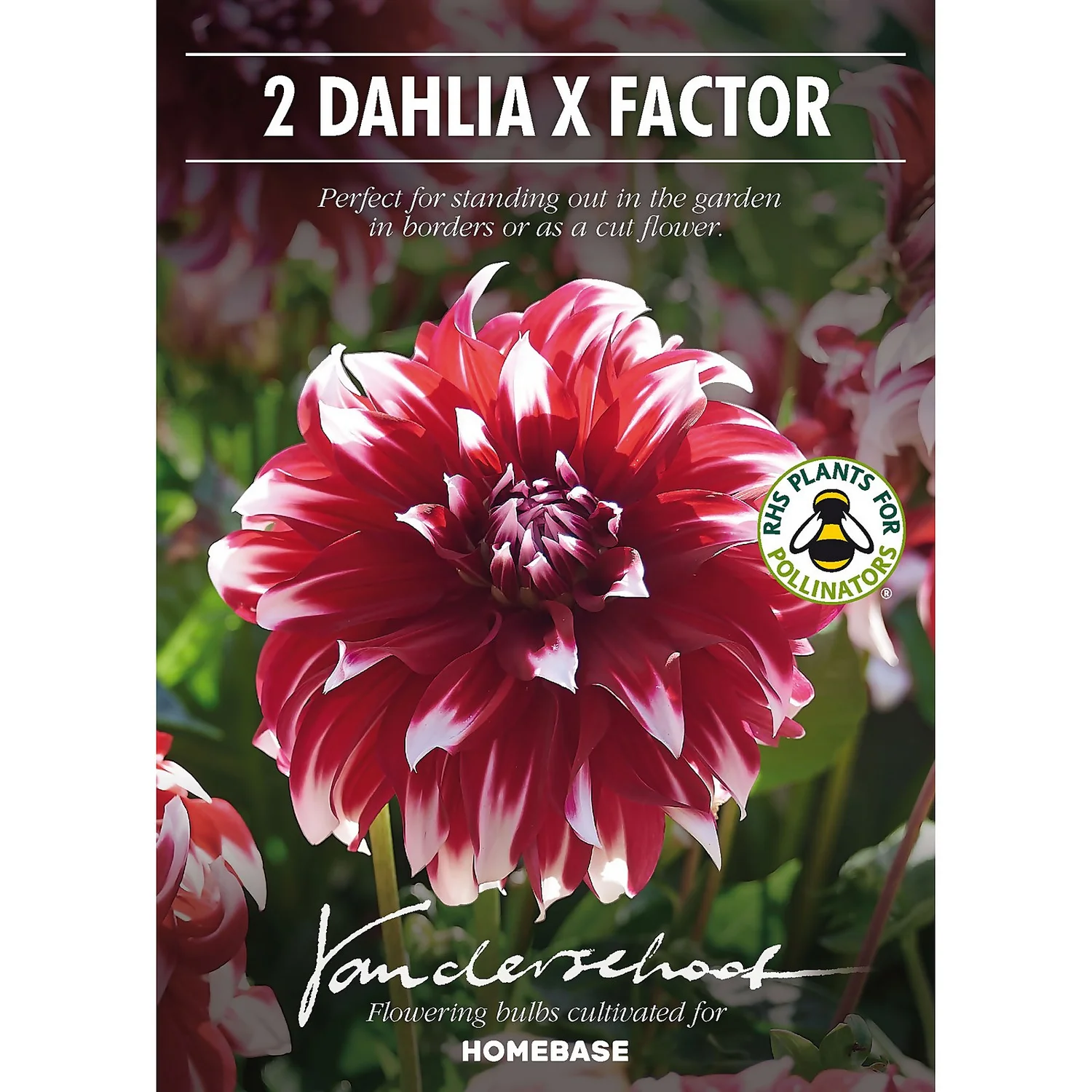 None Dinnerplate Dahlia Xfactor Flower Bulbs 4 None Dinnerplate Dahlia Xfactor Flower Bulbs - Image 2