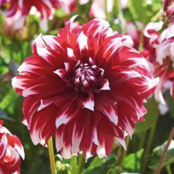None Dinnerplate Dahlia Xfactor Flower Bulbs 7 None Dinnerplate Dahlia Xfactor Flower Bulbs -Elise Bloom 12882835 4985020400635617