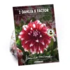 None Dinnerplate Dahlia Xfactor Flower Bulbs 2 None Dinnerplate Dahlia Xfactor Flower Bulbs -Elise Bloom 12882835 6975020400547903