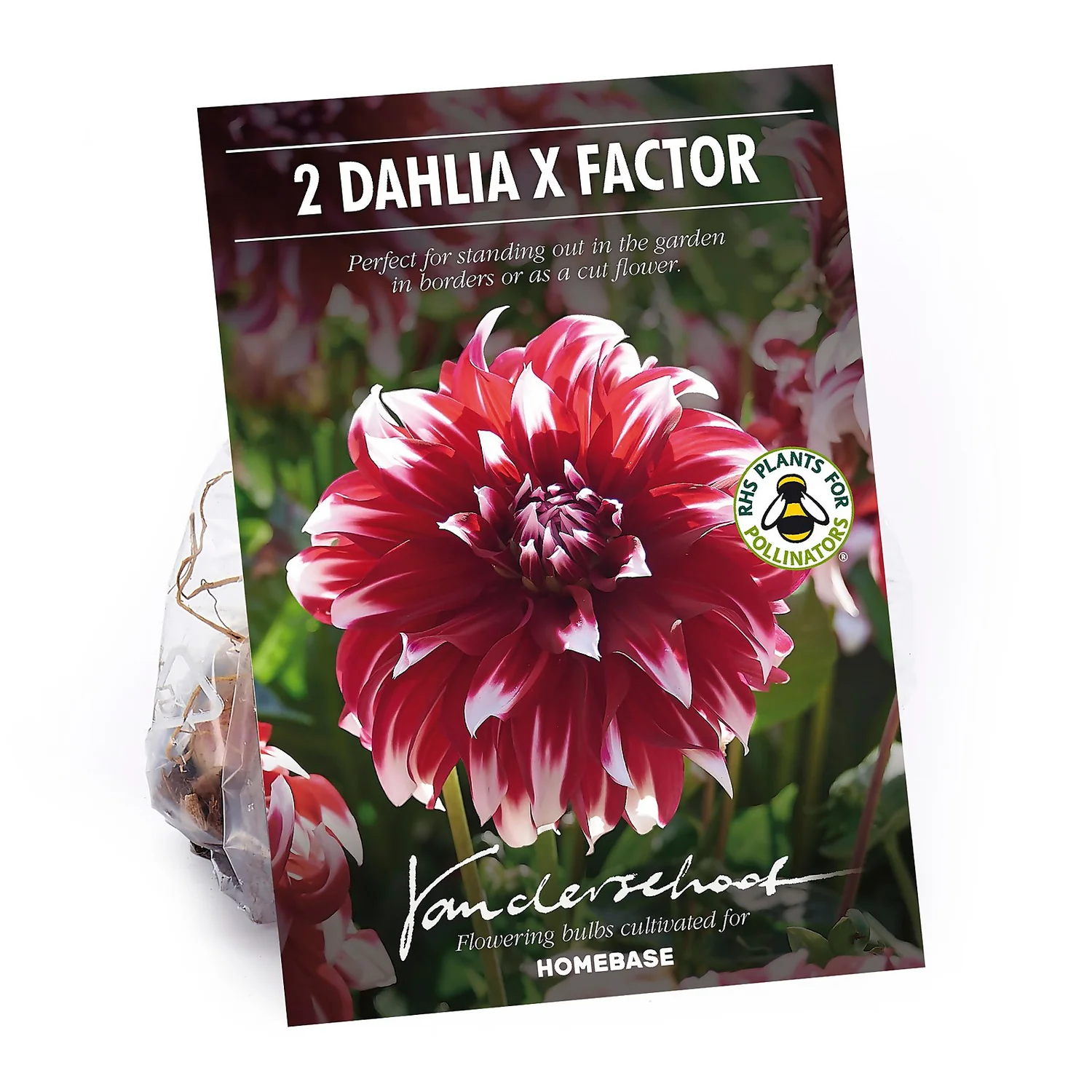 None Dinnerplate Dahlia Xfactor Flower Bulbs 3 None Dinnerplate Dahlia Xfactor Flower Bulbs
