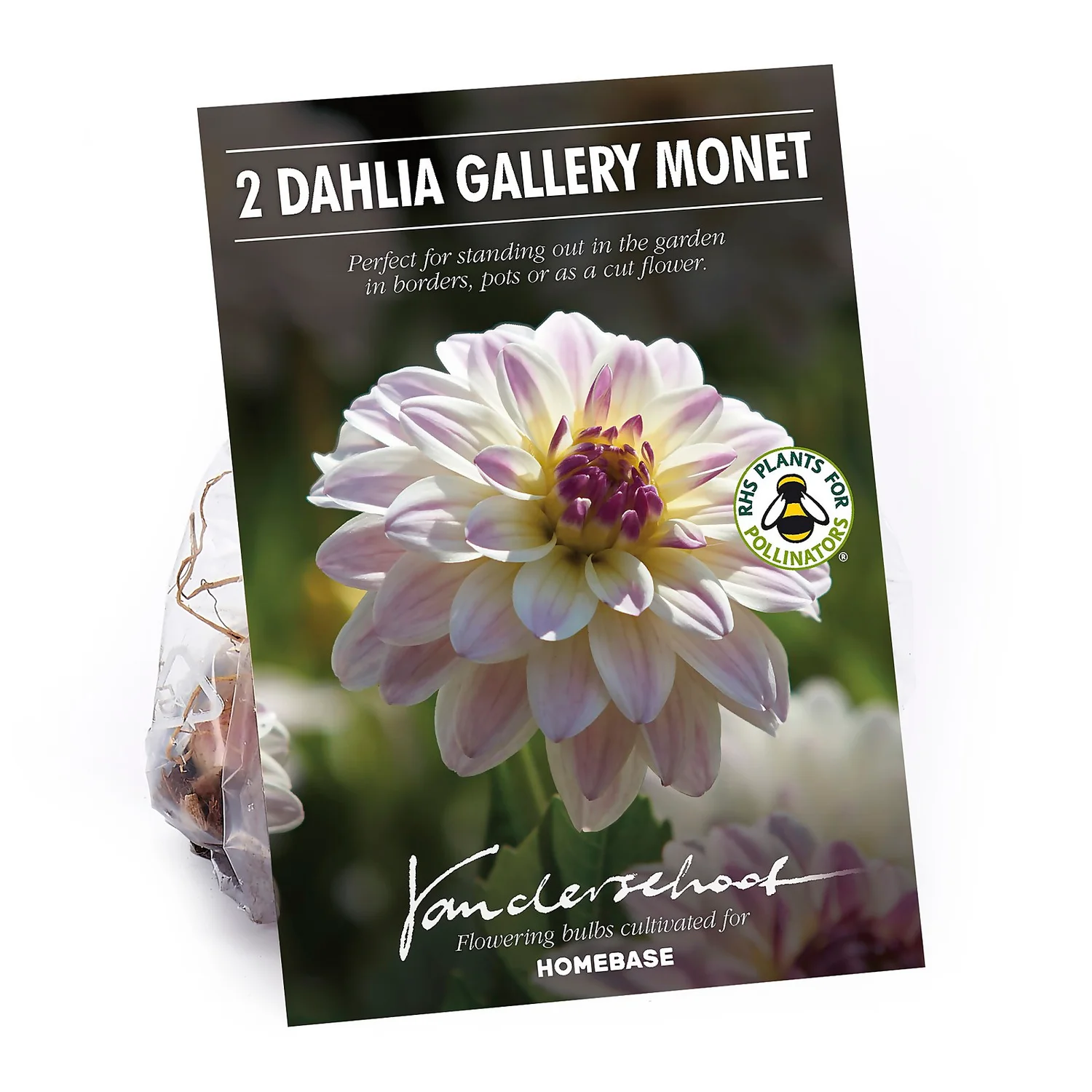 None Dinnerplate Dahlia Kiev Flower Bulbs 3 None Dinnerplate Dahlia Kiev Flower Bulbs