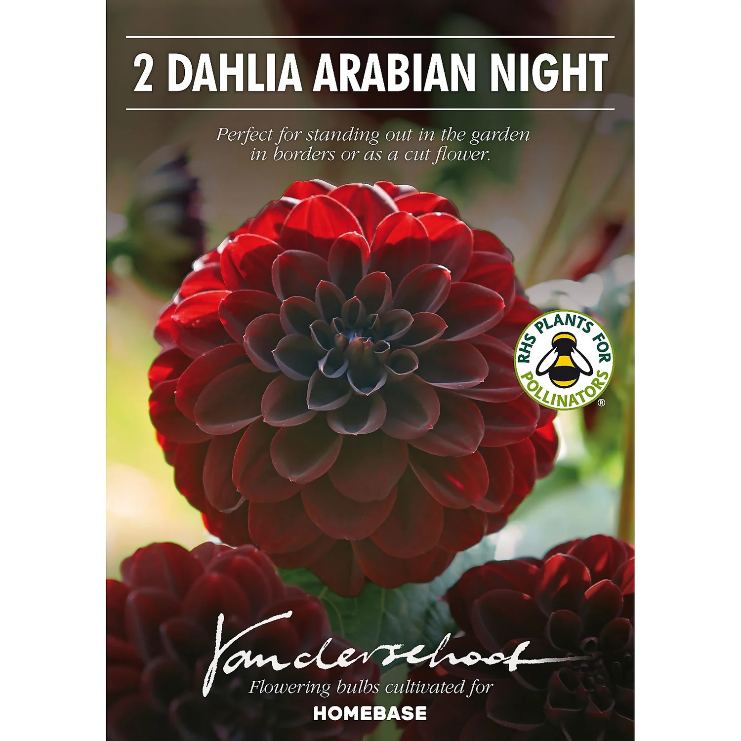 None Decorative Dahlia Arabian Night 4 None Decorative Dahlia Arabian Night - Image 2