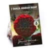 None Decorative Dahlia Arabian Night 2 None Decorative Dahlia Arabian Night -Elise Bloom 12882838 1855020400389194