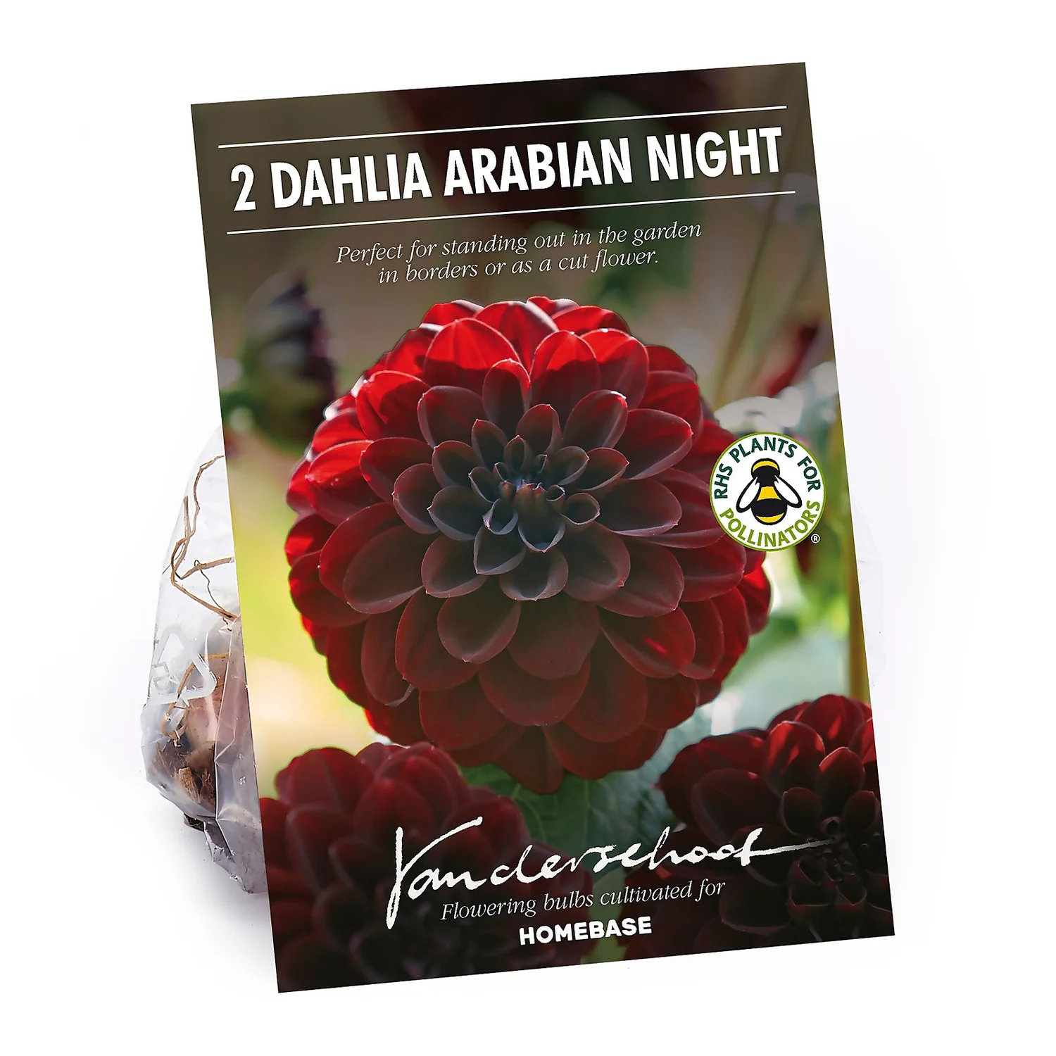None Decorative Dahlia Arabian Night 3 None Decorative Dahlia Arabian Night