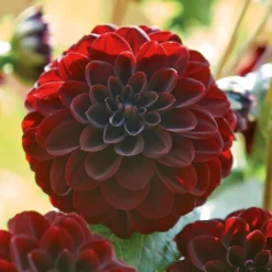 None Decorative Dahlia Arabian Night 7 None Decorative Dahlia Arabian Night -Elise Bloom 12882838 3385020400477853