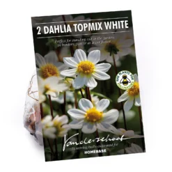 None Dahlia Single Topmix White Flower Bulbs