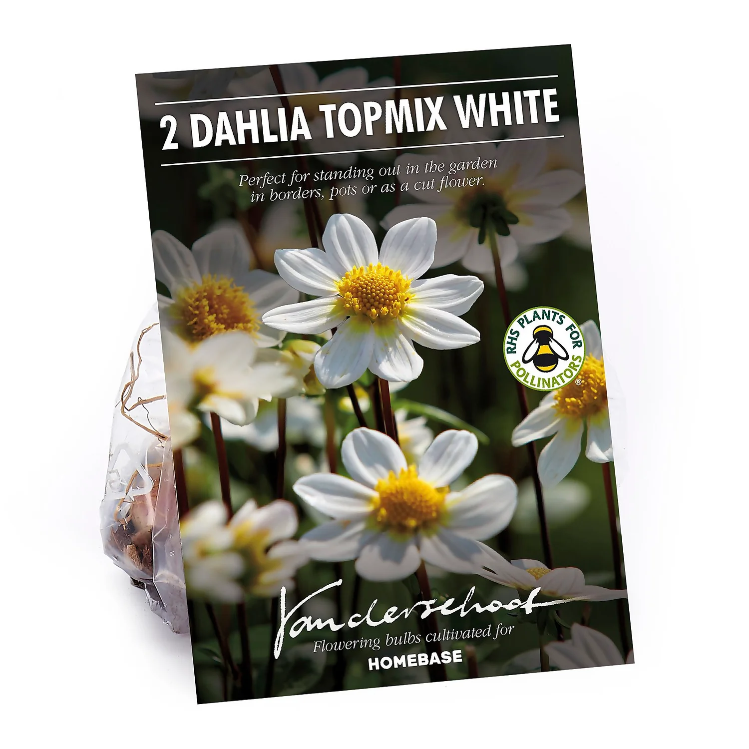 None Dahlia Single Topmix White Flower Bulbs 3 None Dahlia Single Topmix White Flower Bulbs