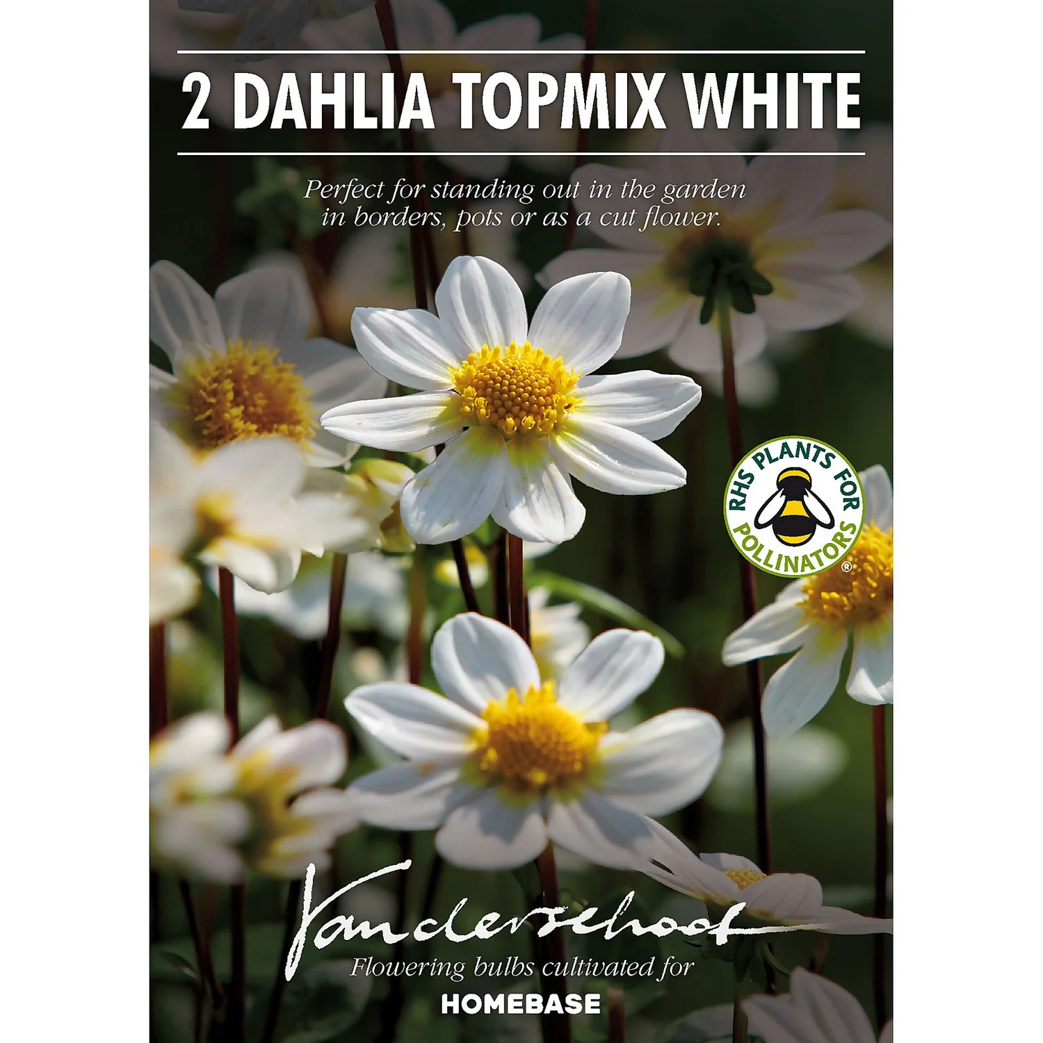None Dahlia Single Topmix White Flower Bulbs 4 None Dahlia Single Topmix White Flower Bulbs - Image 2
