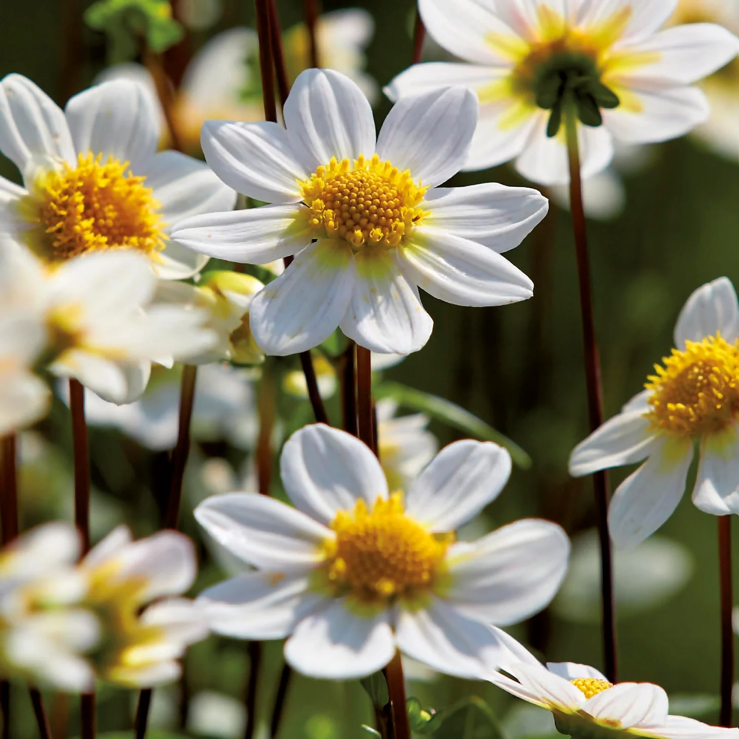 None Dahlia Single Topmix White Flower Bulbs 5 None Dahlia Single Topmix White Flower Bulbs - Image 3
