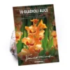 None Small Flowering Gladioli Alice 2 None Small Flowering Gladioli Alice -Elise Bloom 12882841 1325020400554155