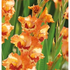 None Small Flowering Gladioli Alice -Elise Bloom 12882841 1975020400612418