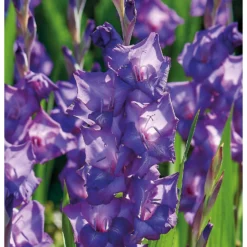 None Large Flowering Gladioli Purple Flora -Elise Bloom 12882843 1475020402856847