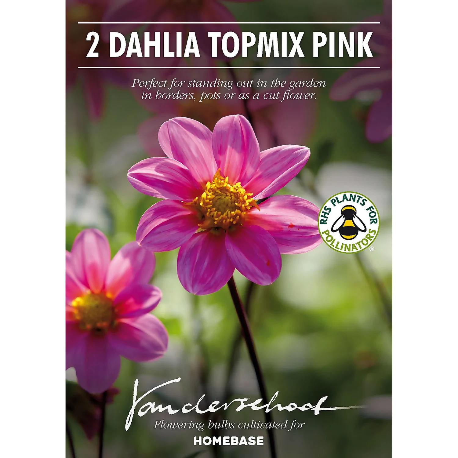 None Dahlia Single Topmix Pink 4 None Dahlia Single Topmix Pink - Image 2