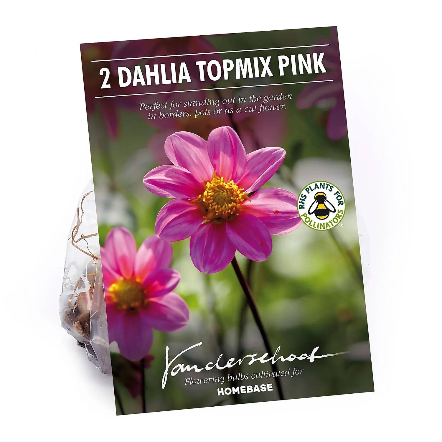 None Dahlia Single Topmix Pink 3 None Dahlia Single Topmix Pink