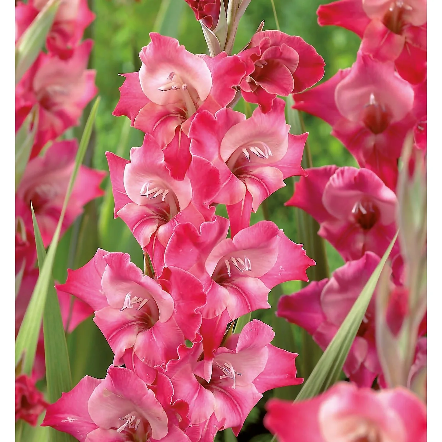 None Large Flowering Gladioli Fado Flower Bulbs 5 None Large Flowering Gladioli Fado Flower Bulbs - Image 3