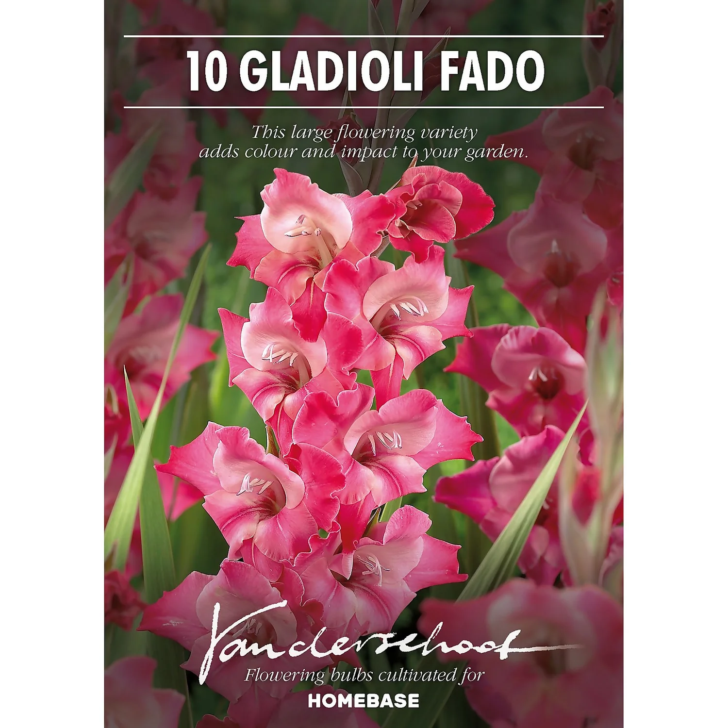 None Large Flowering Gladioli Fado Flower Bulbs 4 None Large Flowering Gladioli Fado Flower Bulbs - Image 2