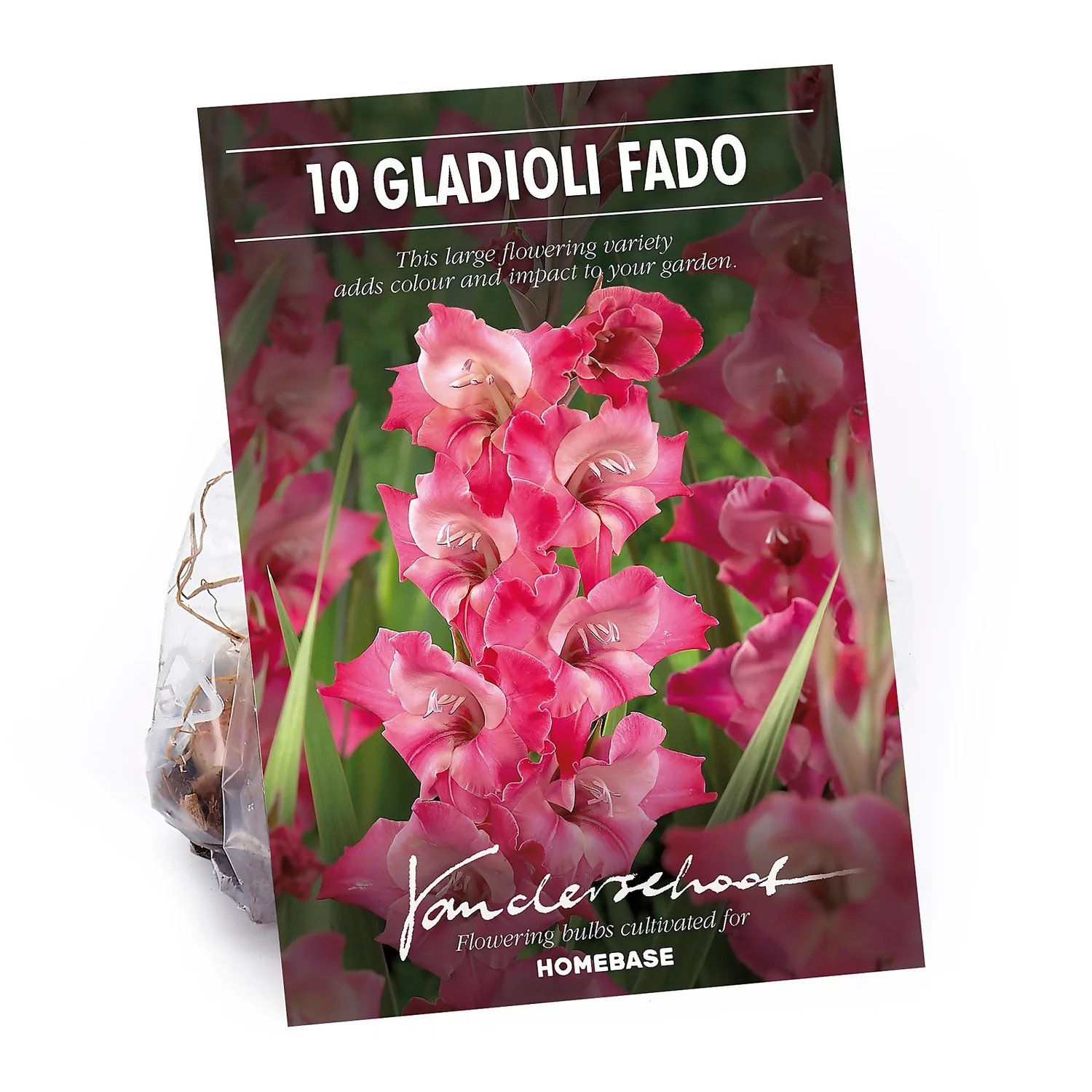 None Large Flowering Gladioli Fado Flower Bulbs 3 None Large Flowering Gladioli Fado Flower Bulbs
