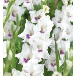 None Large Flowering Gladioli Home Coming 7 None Large Flowering Gladioli Home Coming -Elise Bloom 12882847 1765020584779856
