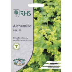 RHS Alchemilla Mollis