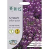 RHS Alyssum Violet Queen 2 RHS Alyssum Violet Queen -Elise Bloom 12884752 1574843467312861