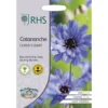 RHS Catananche Cupid's Dart -Elise Bloom 12884760 1214843468628973