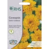 RHS Coreopsis Early Sunrise 1 RHS Coreopsis Early Sunrise -Elise Bloom 12884762 1984843468140477