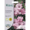 RHS Lavatera Sliver Cup -Elise Bloom 12884787 9944843468882458