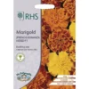 RHS Marigold (French) Bonanza Series -Elise Bloom 12884791 1794843469217105