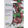 RHS Rhodochiton Purple Bell Vine -Elise Bloom 12884798 2124843469733141
