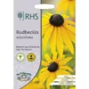 RHS Rudbeckia Goldsturm 1 RHS Rudbeckia Goldsturm -Elise Bloom 12884801 8284843469489163