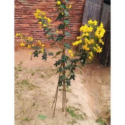 10 Pack Bamboo Canes - 1.5m/5ft -Elise Bloom 12885361 1704952637997305