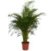 Areca Palm (Butterfly Palm) Houseplant - 27cm 1 Areca Palm (Butterfly Palm) Houseplant - 27cm -Elise Bloom 12886414 5264869421777767