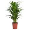 Areca Palm Dypsis Lutescens (Butterfly Or Golden Palm) In 17cm Pot 1 Areca Palm Dypsis Lutescens (Butterfly Or Golden Palm) In 17cm Pot -Elise Bloom 12886418 6564929119924739