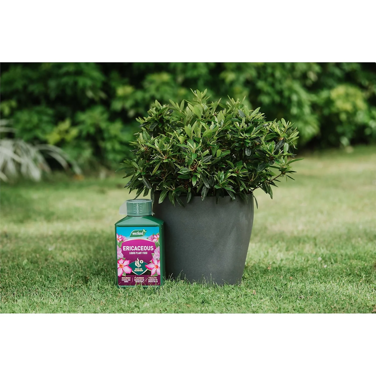 Westland Ericaceous Specialist Feed - 1l 4 Westland Ericaceous Specialist Feed - 1l - Image 2