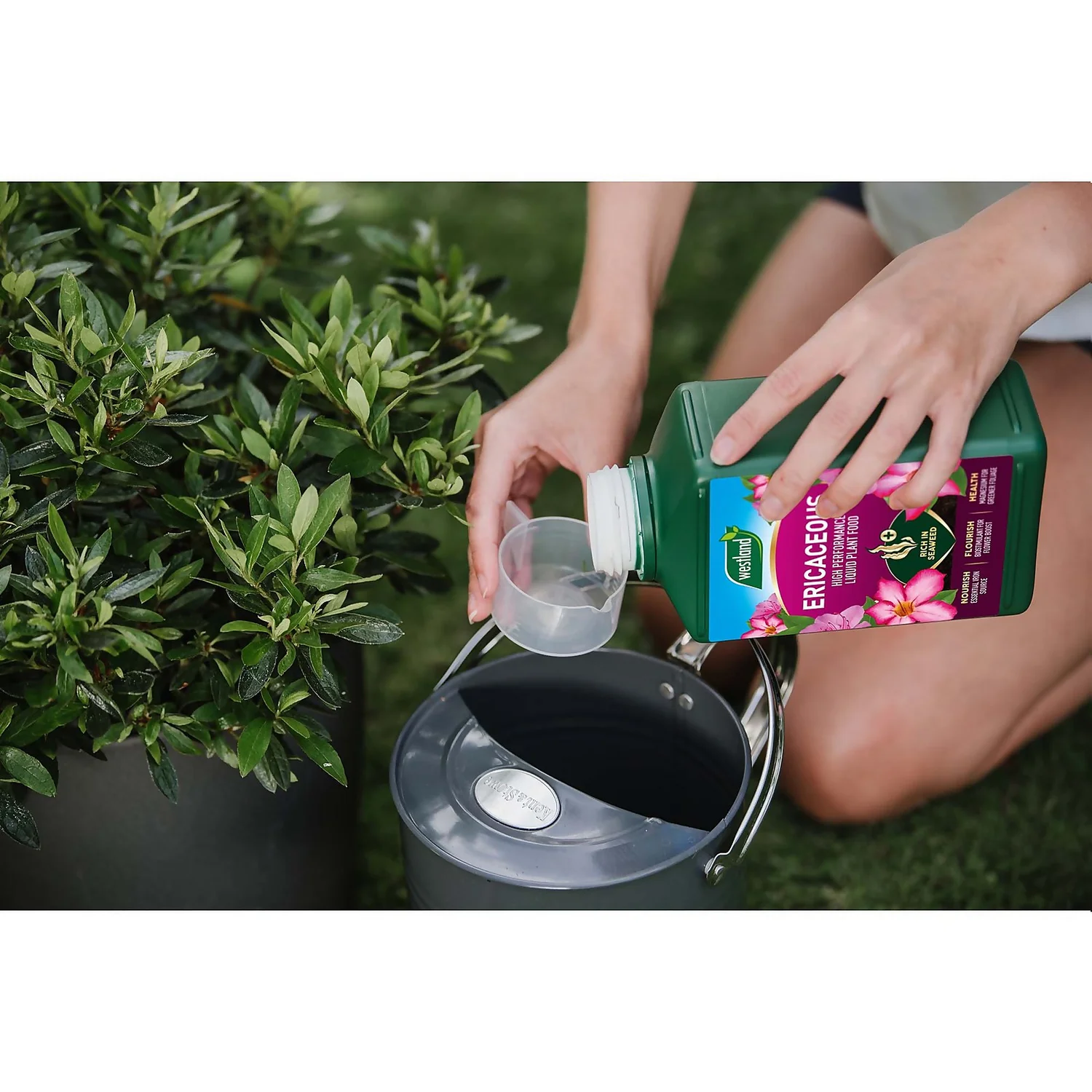 Westland Ericaceous Specialist Feed - 1l 7 Westland Ericaceous Specialist Feed - 1l - Image 5