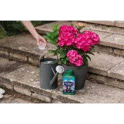 Westland Hydrangea Feed - 1l 12 Westland Hydrangea Feed - 1l -Elise Bloom 12886486 1744971590629542