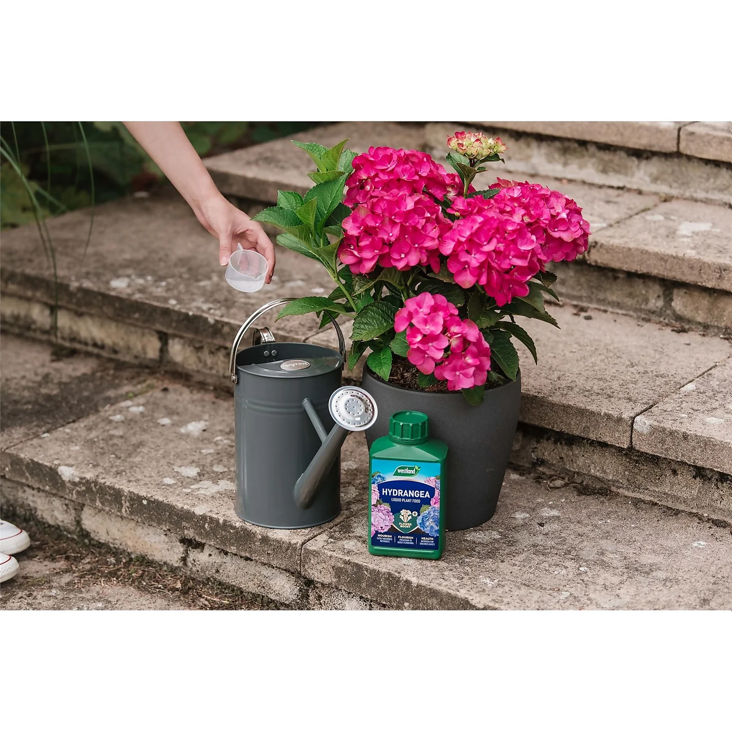 Westland Hydrangea Feed - 1l 4 Westland Hydrangea Feed - 1l - Image 2