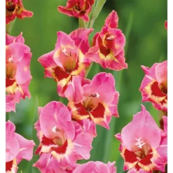 Large Flowering Gladioli Candy -Elise Bloom 12889021 1085020401649269
