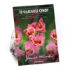 Large Flowering Gladioli Candy 1 Large Flowering Gladioli Candy -Elise Bloom 12889021 1145020401591792
