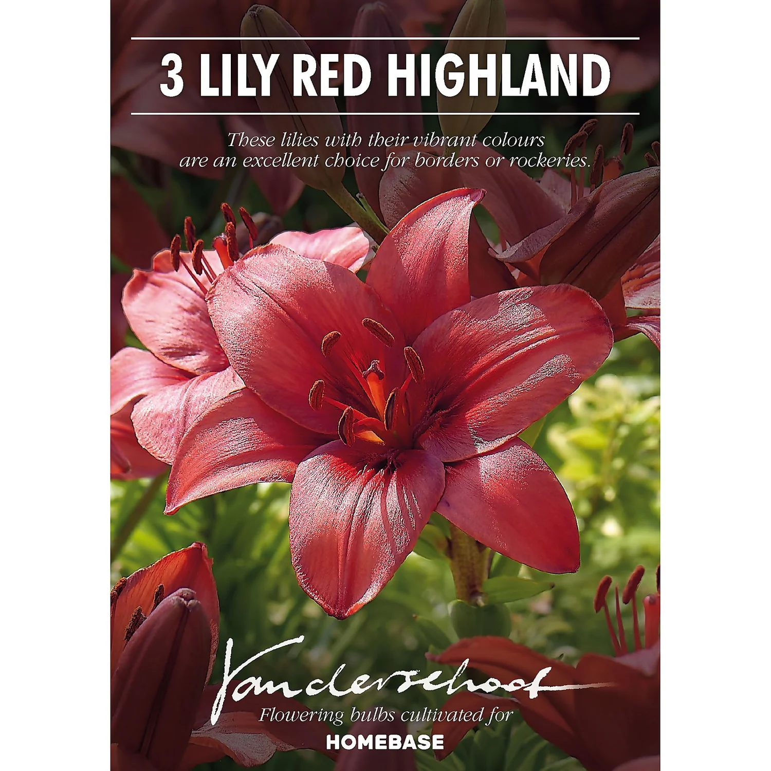 Lily Red Highland 4 Lily Red Highland - Image 2
