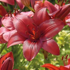 Lily Red Highland 7 Lily Red Highland -Elise Bloom 12889024 2525020401999087