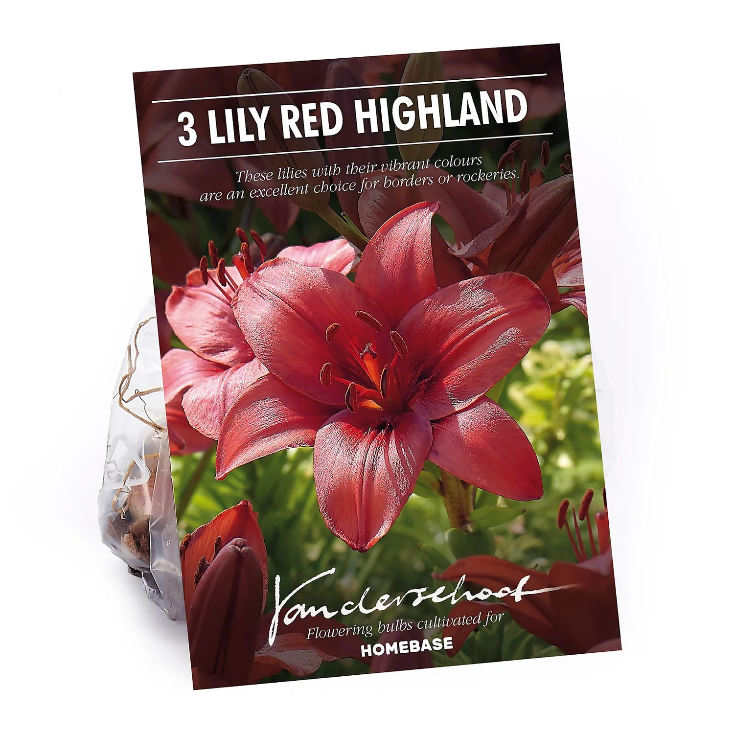 Lily Red Highland 3 Lily Red Highland