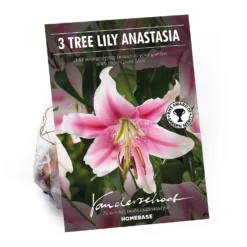 Tree Lily Anastasia