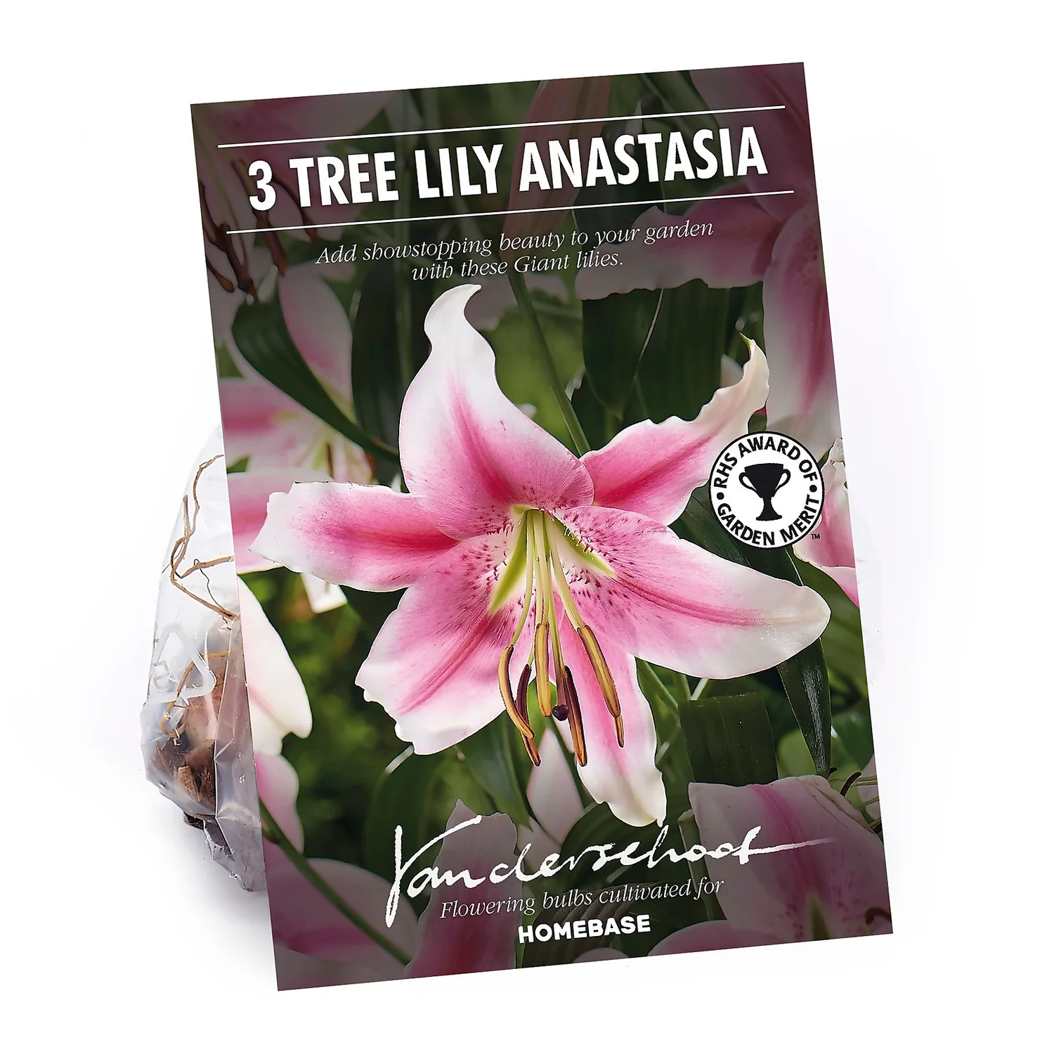 Tree Lily Anastasia 3 Tree Lily Anastasia