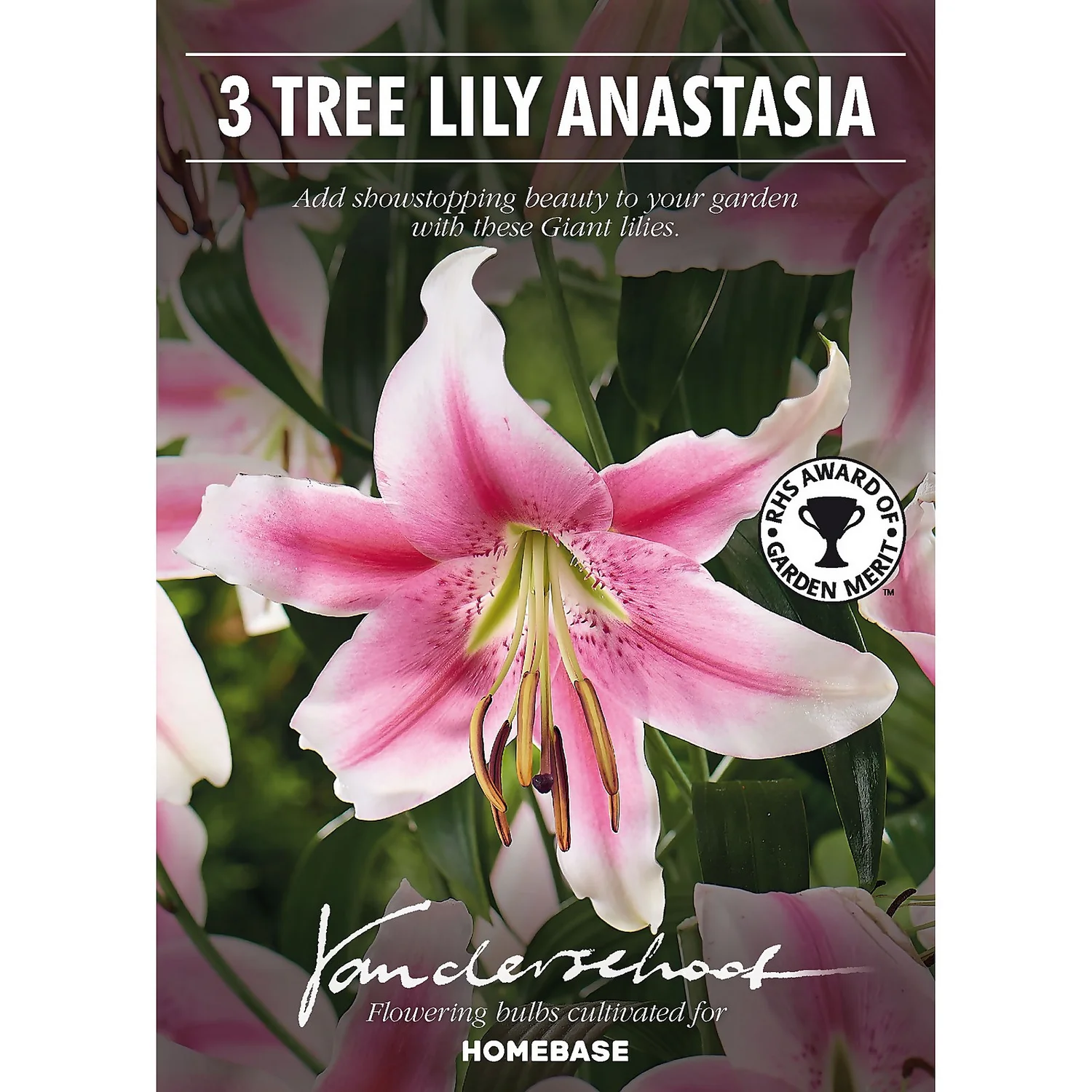 Tree Lily Anastasia 4 Tree Lily Anastasia - Image 2