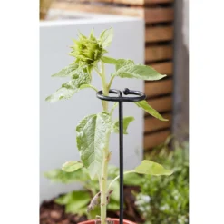 Smart Garden Gro-Stems 3pk 75cm 5 Smart Garden Gro-Stems 3pk 75cm -Elise Bloom 12889126 1494856734938990