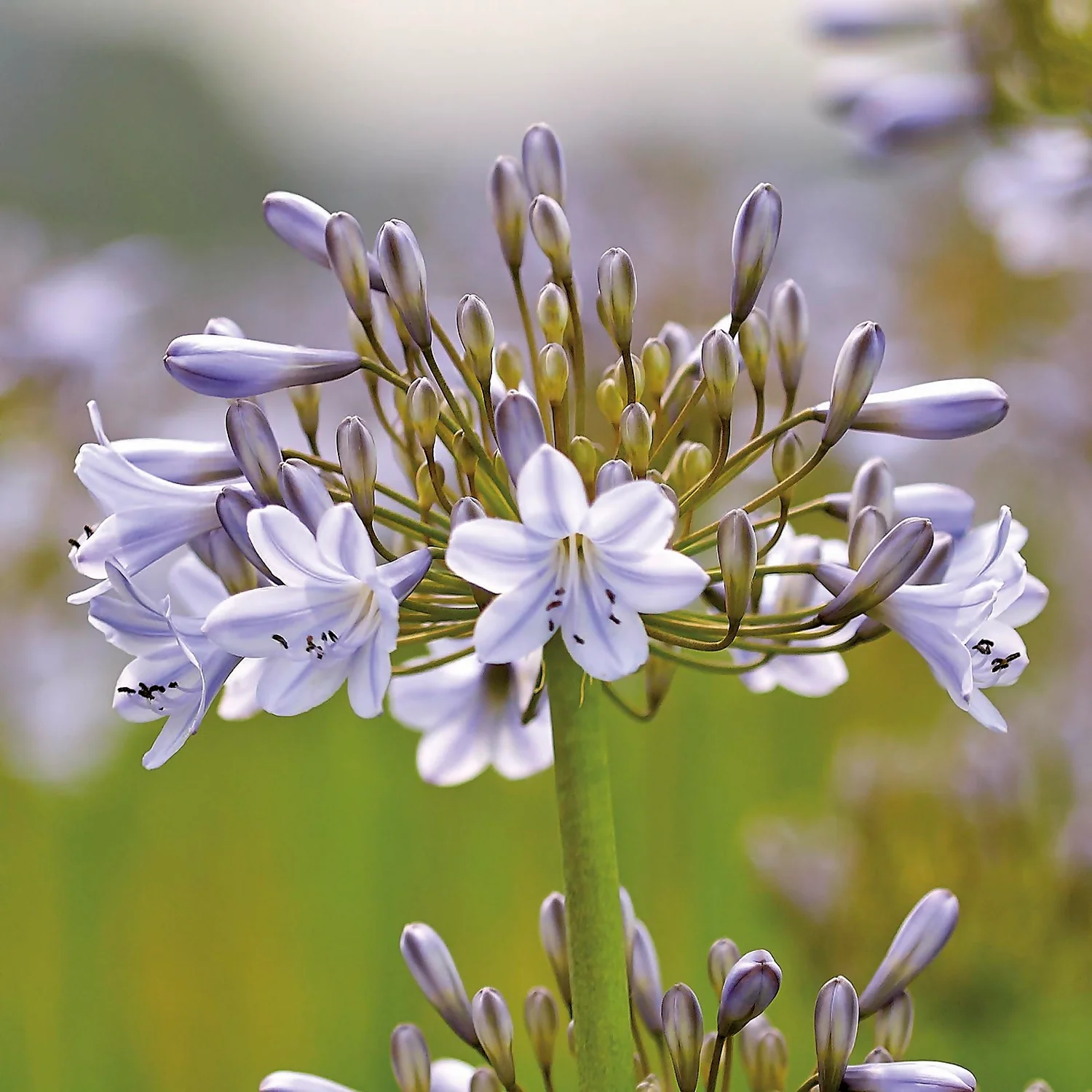 Agapanthus Silver Arrow 5 Agapanthus Silver Arrow - Image 3