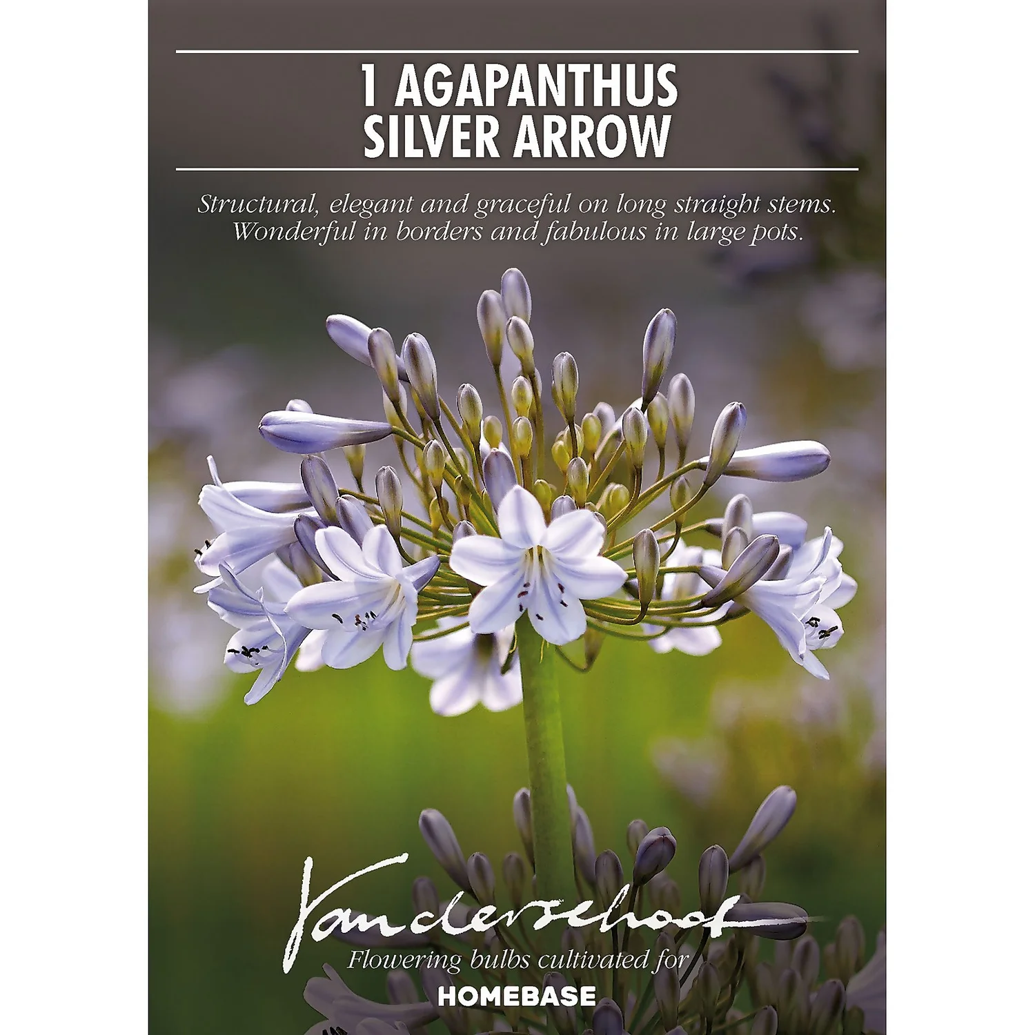 Agapanthus Silver Arrow 4 Agapanthus Silver Arrow - Image 2