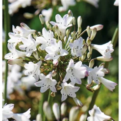 None Agapanthus Polar Ice Bulb 7 None Agapanthus Polar Ice Bulb -Elise Bloom 12889203 1005020401801603